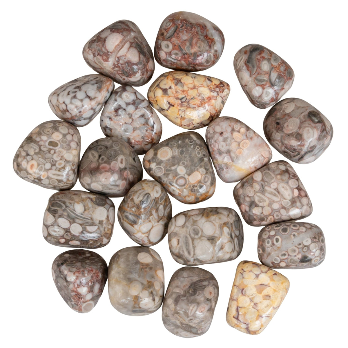 White Leopardskin Jasper Tumbled 1lb