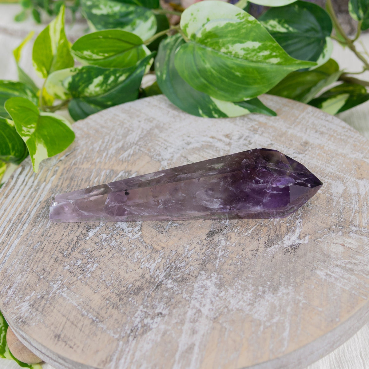 Amethyst Phantom Vogel