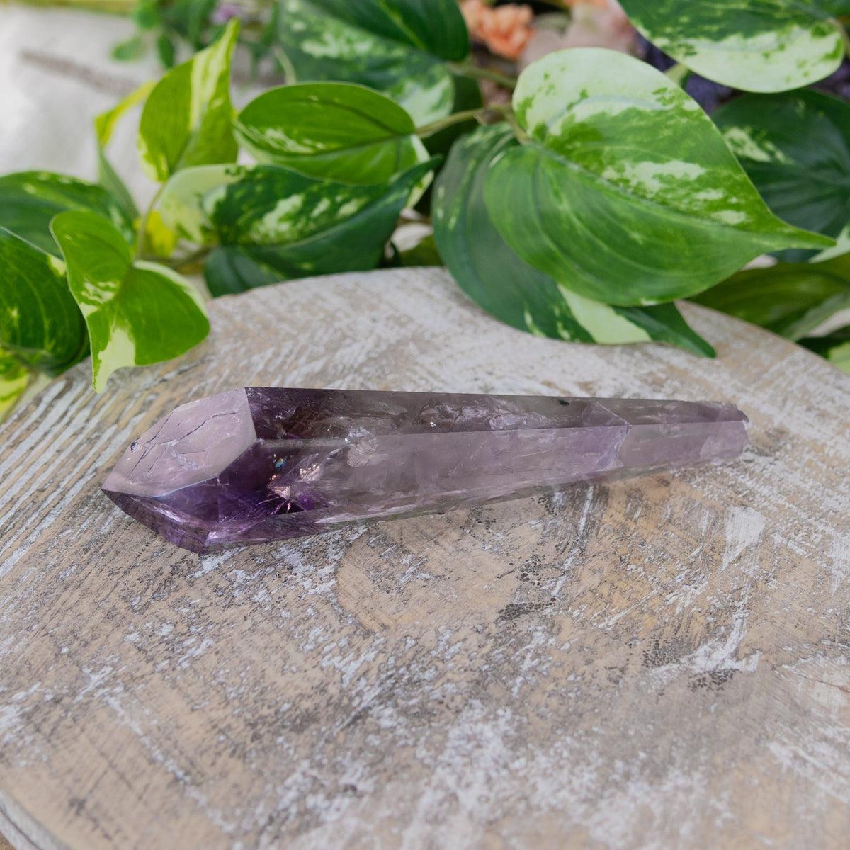 Amethyst Phantom Vogel
