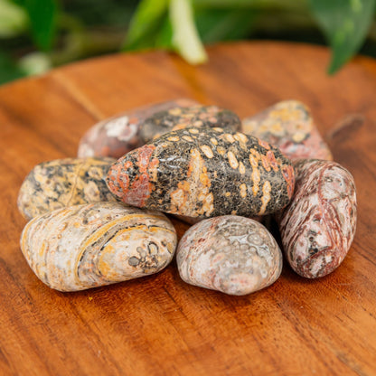 Leopardskin Jasper Tumbled 1lb