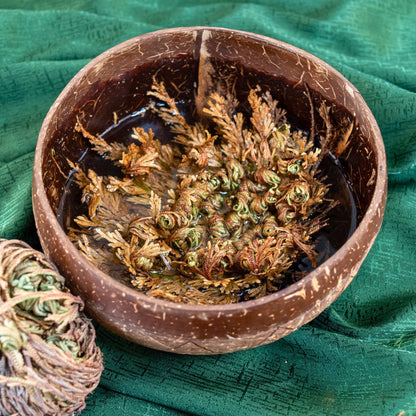 Rose of Jericho Flower