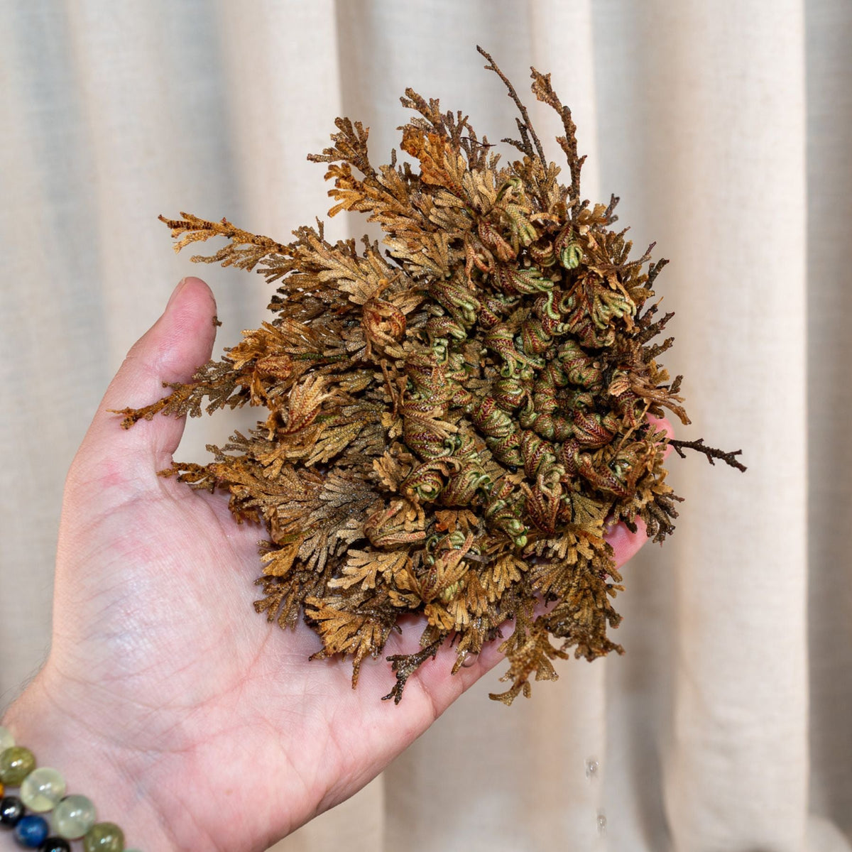 Rose of Jericho Flower