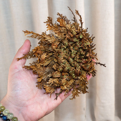 Rose of Jericho Flower