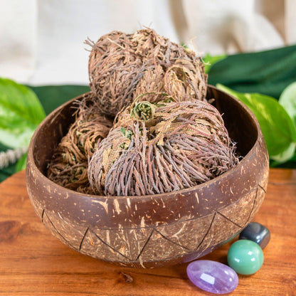 Rose of Jericho Flower