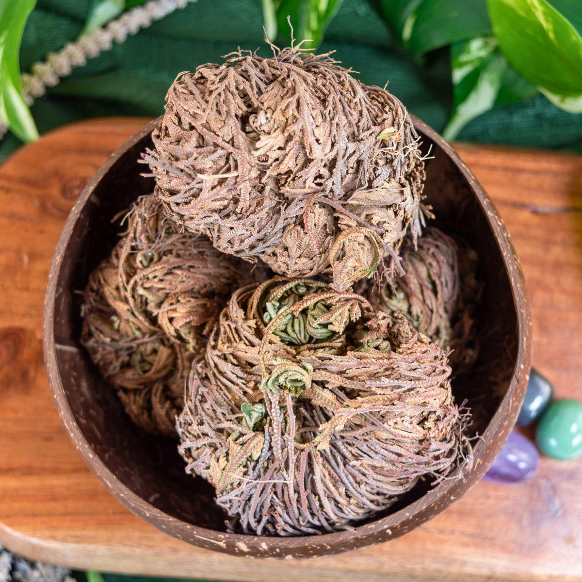 Rose of Jericho Flower