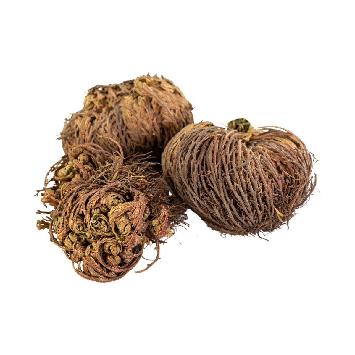 Rose of Jericho Flower