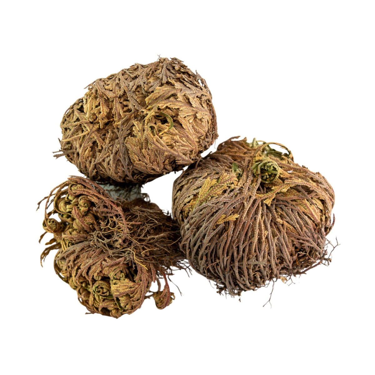 Rose of Jericho Flower