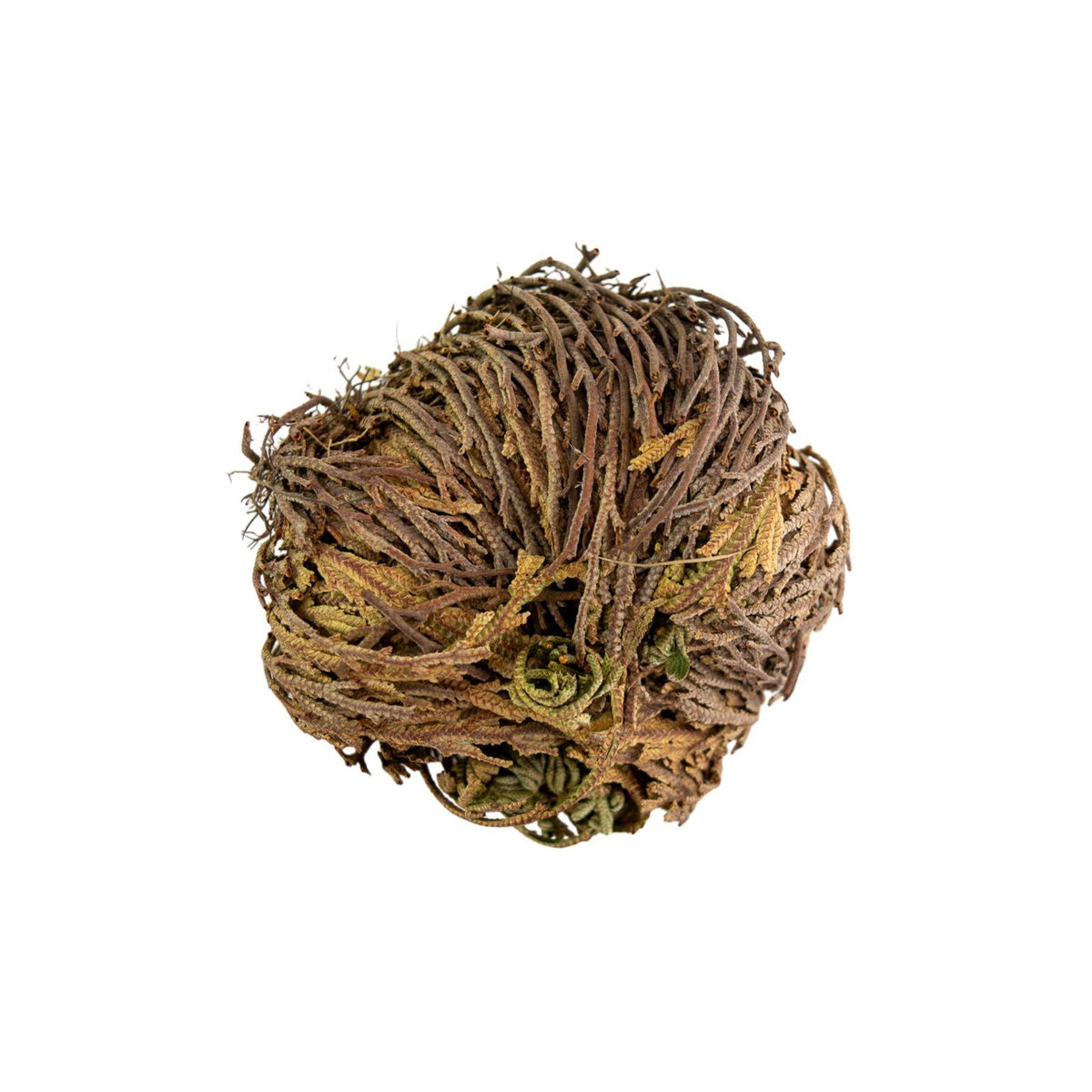 Rose of Jericho Flower