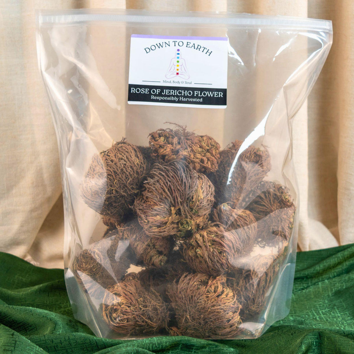 Rose of Jericho Flower