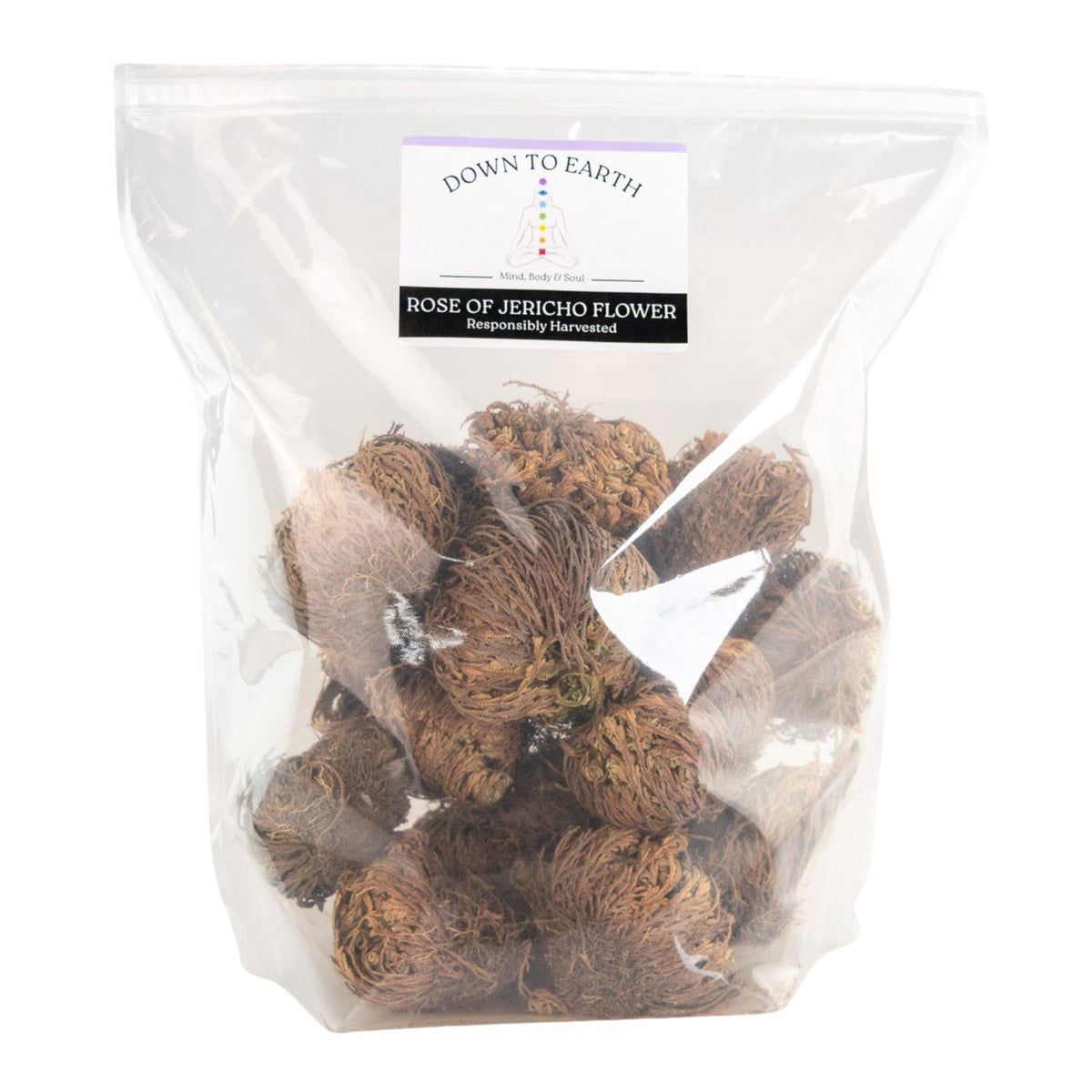 Rose of Jericho Flower