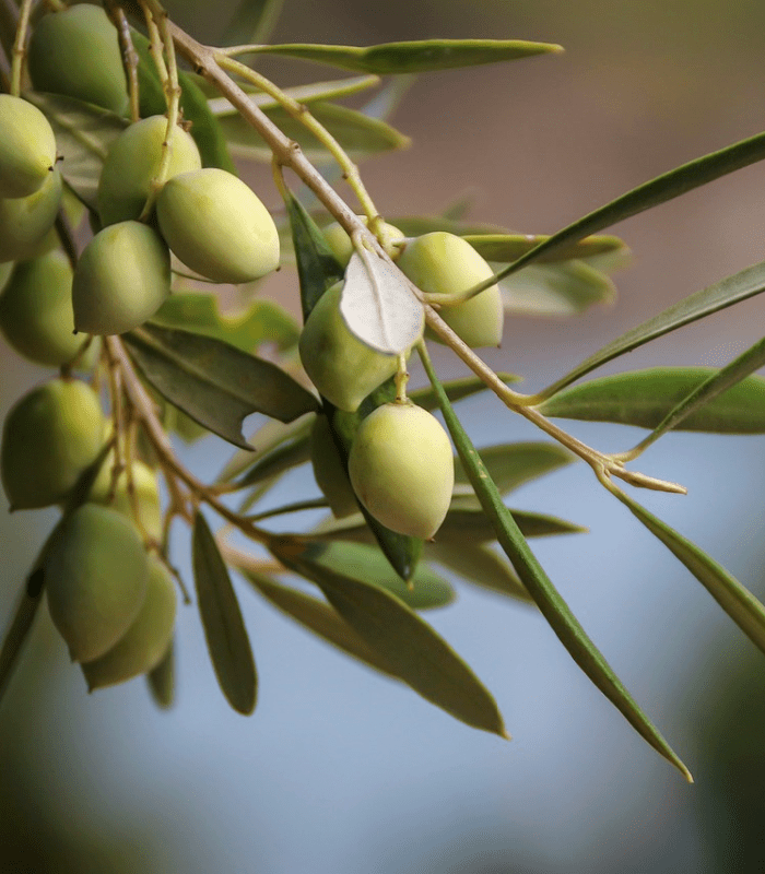 Sweet Olive Leaf - Premium Fragrance Oil