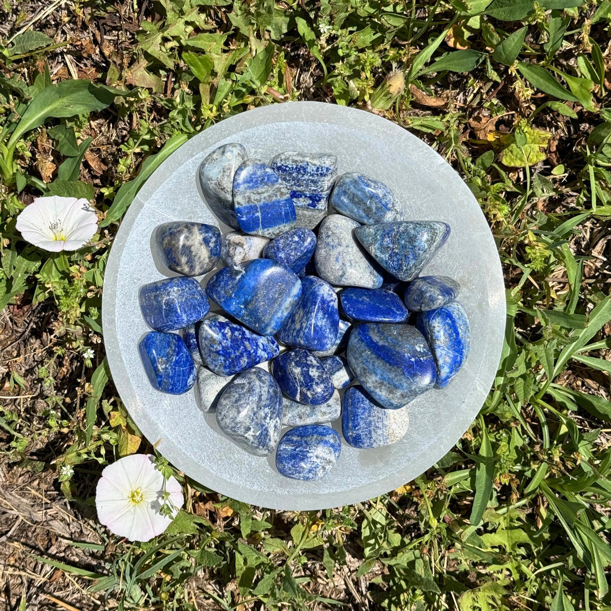 Lapis Lazuli Tumbled 1lb