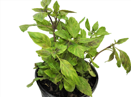 ALBAHACA MORADA / PURPLE BASIL