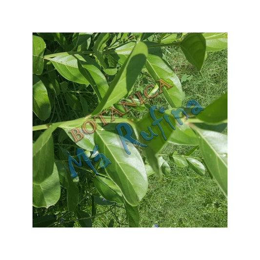 PLANTA YO PUEDO MAS QUE TU CON RAIZ